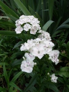 DSCF7697.JPG