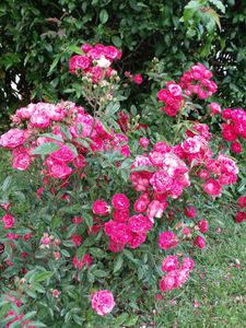 DSCF7722.JPG
