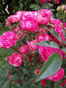 DSCF7723.JPG