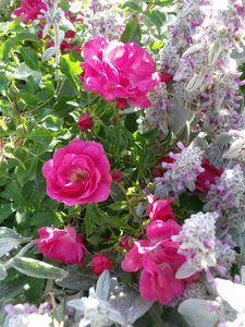 DSCF7892.JPG