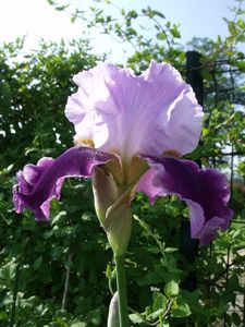 DSCF7505.JPG