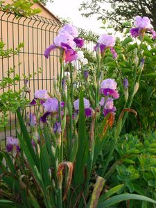 DSCF7593.JPG