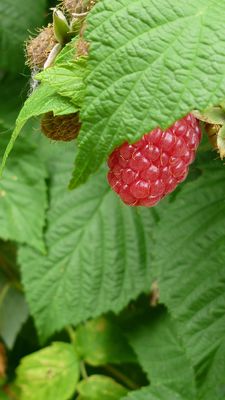 fleurs-et-canal-002.JPG