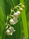 muguet.jpg