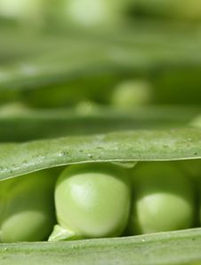 Petits-pois.JPG