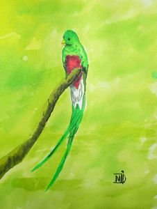 aquarelle quetzal