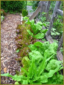 laitue-au-potager--feuille-de-chene--merveille-4-saisons-JPG