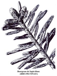ABIES PECTINATA copie