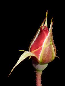 Bouton de fleur rouge