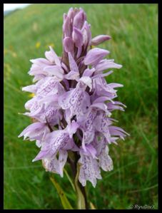 P1160234-Dactylorhiza fuchsii juin 2010 font d'urle