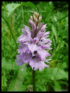 P1160300-Dactylorhiza fuchsii juin 2010 font d'urle