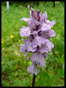 P1160314-Dactylorhiza fuchsii juin 2010 font d'urle