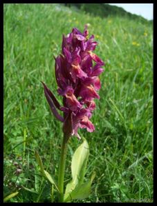 100 9449-Dactylorhiza sambucina juin 2010 font d'urle