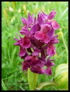 P1160194-Dactylorhiza sambucina juin 2010 font d'urle