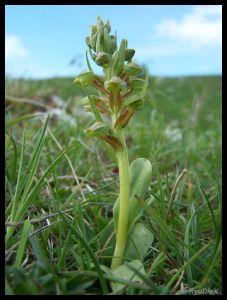 100 9440-Dactylorhiza viridis Font d'Urle juin 2010