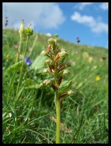 100 9457-Dactylorhiza viridis Font d'Urle juin 2010