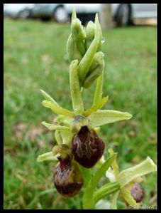 P1020467-Ophrys araneola 27 mars 2011 Crussol
