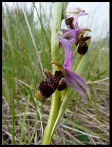 P1130271-Ophrys scolopax mai 2010 les mages