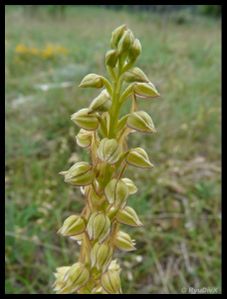 P1150694-Orchis anthropophora 6 juin 2010 La Blache