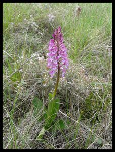 P1130277-Orchis pupurea mai 2010 les mages