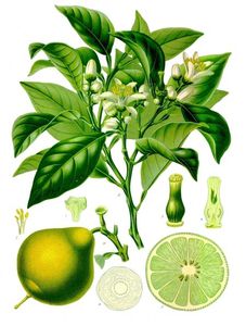 Citrus bergamia - Köhler–s Medizinal-Pflanzen-184