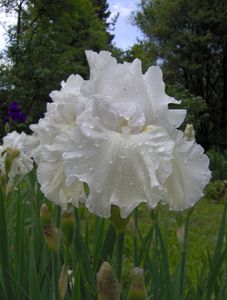 iris Germanica geant madeira belle