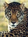 endangered-jaguar.jpg