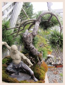 la force bonsai