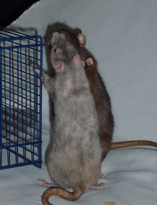 baston-2.jpg