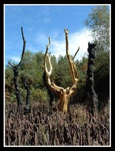 broceliande-arbre-or[1]-copie-1