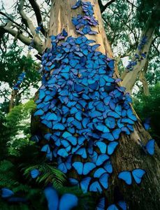Gladtony-papillons.jpg