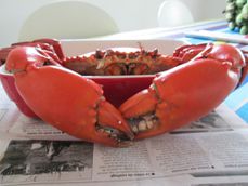 crabe 3