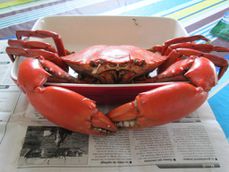crabe 4