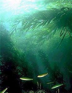 Kelp_forest-publie-par-nat-oceanic-end-atmospheric-adminis.jpg
