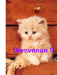 chatbanniere-copie-1.gif