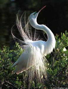 audubf