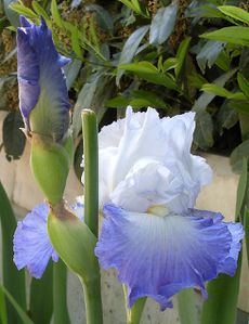 iris-et-lumiere-3.jpg