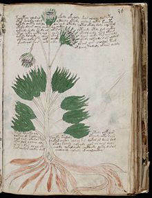 Voynich herboristerie