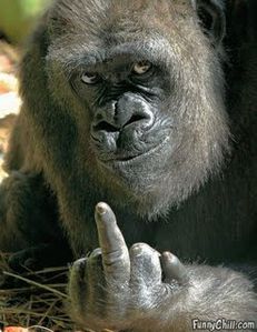 gorilla-finger-702208