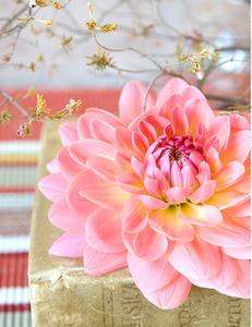 fleur-rose-belle.png