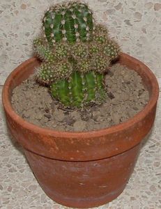 2-cactus