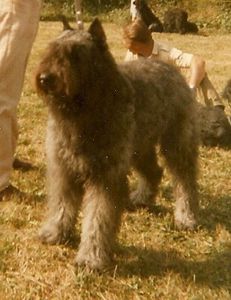 BDF-AUTRES-BOUVIERS.jpg