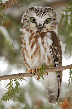 animal oiseau chouette-dans-la-neige