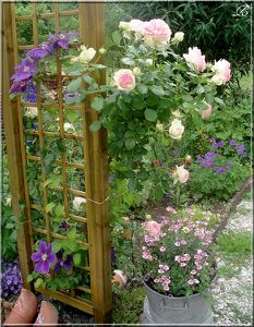 pergola pierre de ronsard et clématite