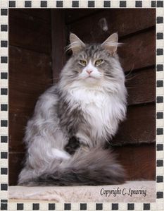 Mainecoon-5.jpg