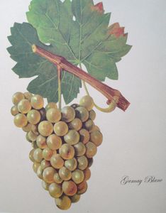 Vigne, Gamay blanc, Viala, Traité de viticulture, 1909