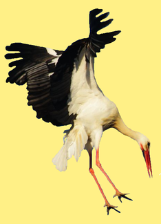 animal-oiseau-Cigogne-blanche-00-art-copie-1.png
