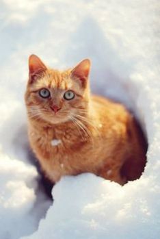 chat-neige-fb-14.jpg