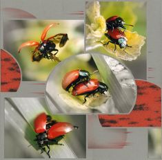 DP-Insectes (Interieur centre).tif