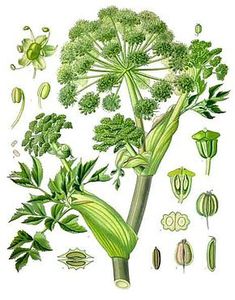 Angelica archangelica - Köhler–s Medizinal-Pflanzen-158